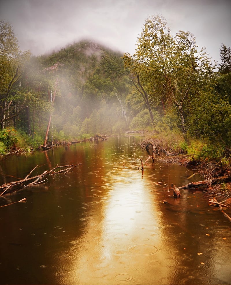 Jungle Landscape